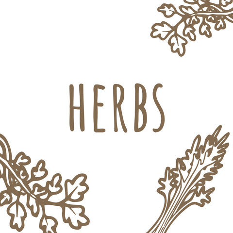 Herb Seedlings - Preorder