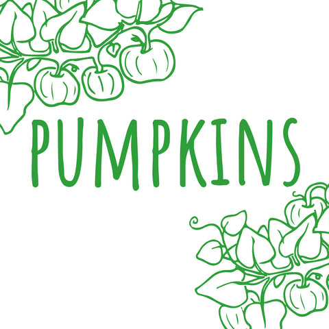 Pumpkin Seedlings - Preorder