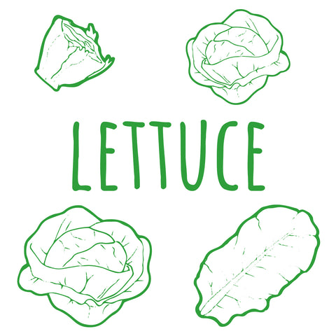 Lettuce Seedlings - Preorder